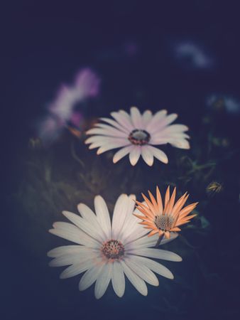 Pretty flower growing in garden
