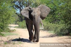 Gray elephant walking near trees 5rB275