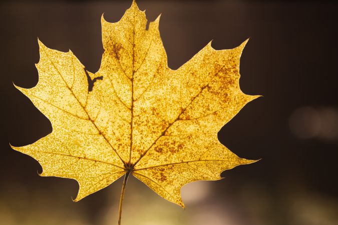 Autumn Maple Leaf with Golden Bokeh Background