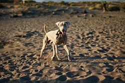 Funny dog on beach