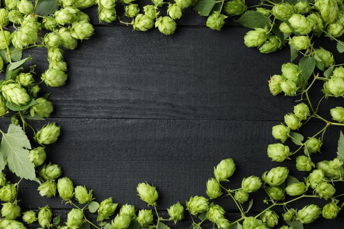 Lot of hops on wooden background, space for text