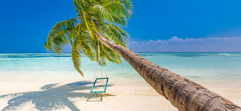 Leaning palm tree on a tropical beach, wide shot