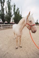 Calm horse standing at paddock
