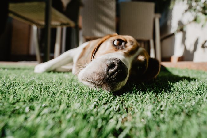 Cute beagle on lawn in yard