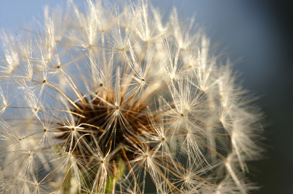 Dandelion Macro Shot