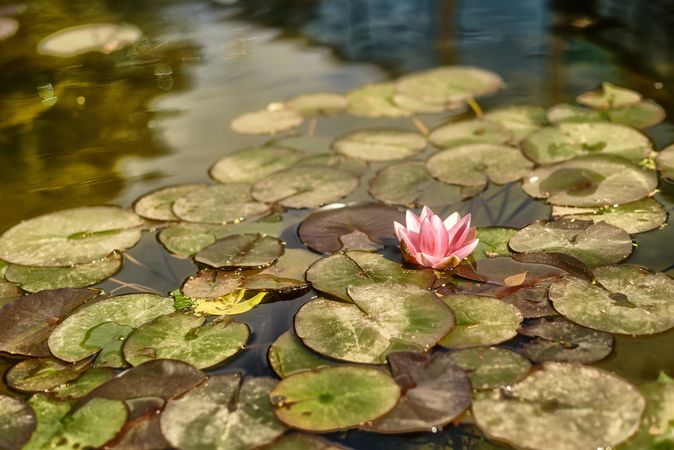 Beautiful water lily in pond