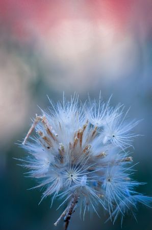 A close up of a flower with a blue background
