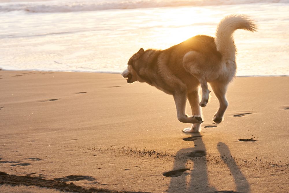 Playful furry dog running on beach