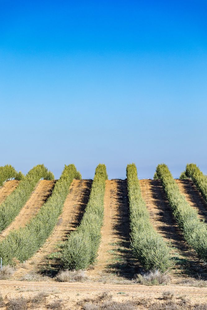 Olive rows under blue sky in farmland in spain