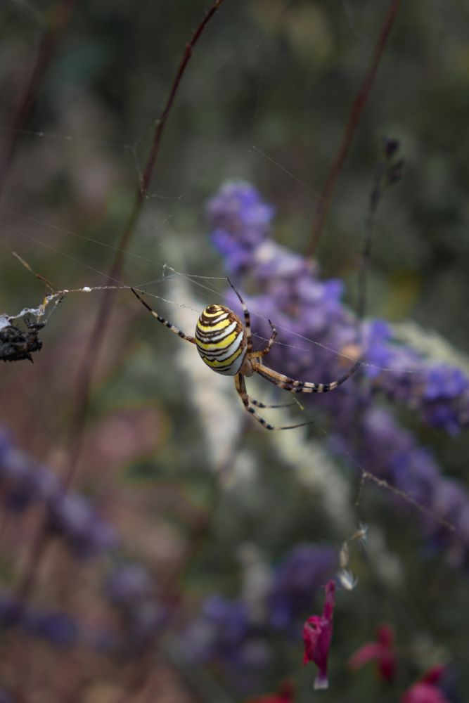 Wasp spider weaving web
