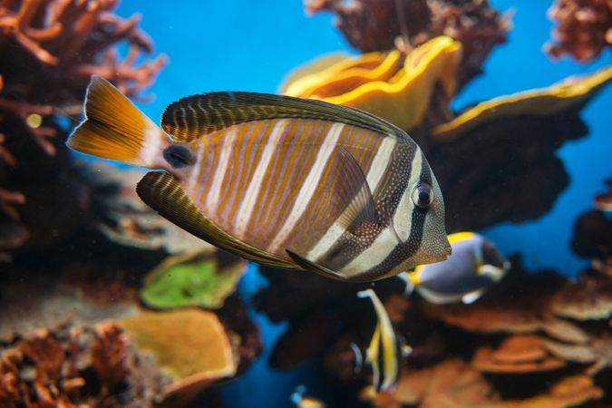 Zebrasoma swimming in transparent water in aquarium