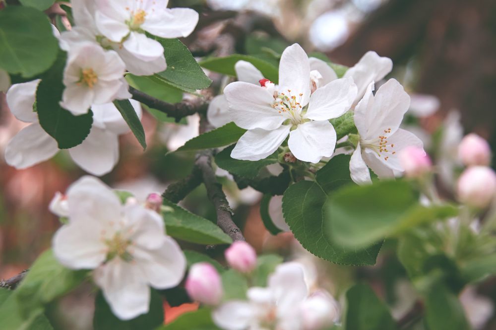 Flowers of the cherry or apple blossom, Sakura flower.