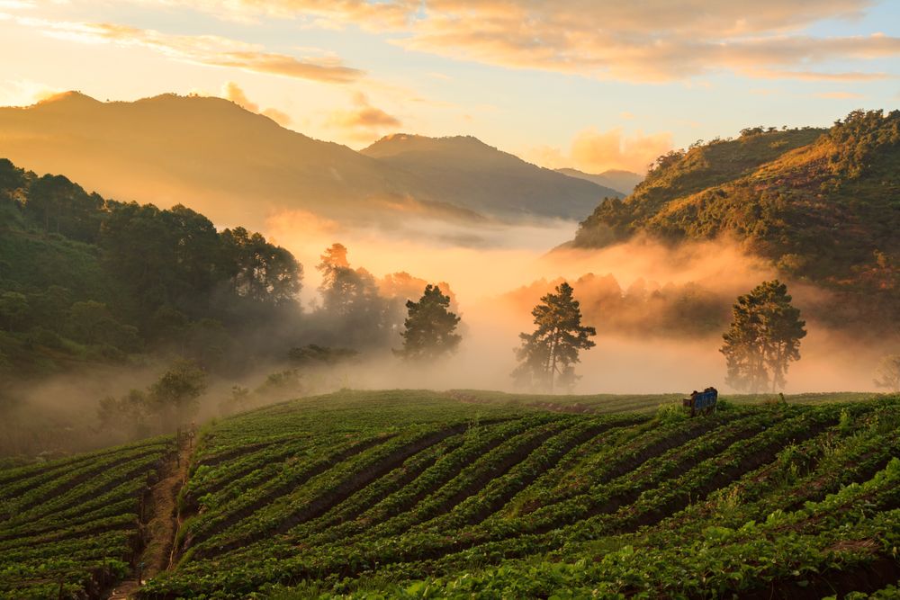 Misty morning sunrise in strawberry garden at Doi Ang khang mountain, chiangmai : thailand