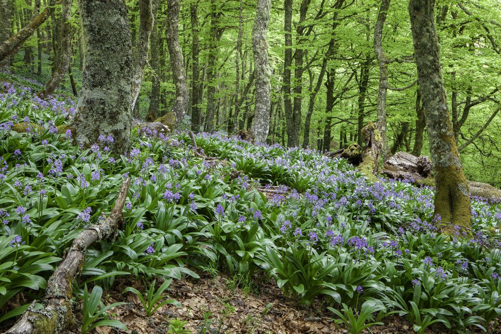 Flowers growing in spring forest