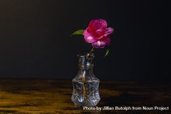 Single camellia flower in glass vase on wooden table 5wErLb
