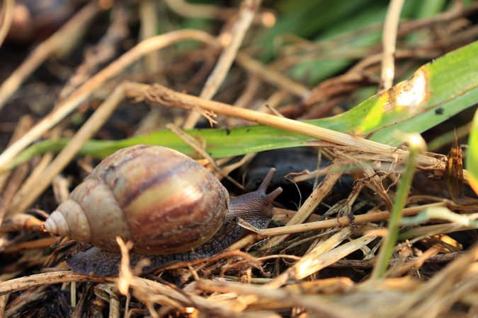 Selected Focus Snail or Bekicot