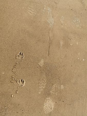 Footprints in wet sand