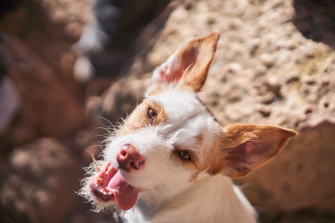 Adorable dog in sunny nature