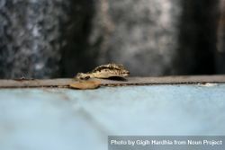 Gecko crawling onto table 4m9Y74