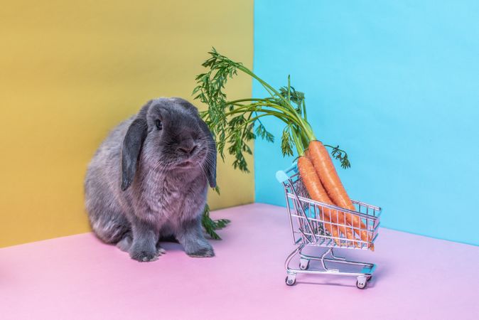 Bunny with shopping cart full of carrots