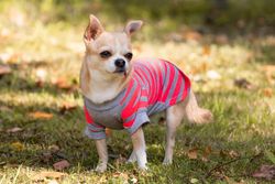 Brown chihuahua wearing pink and gray striped shirt