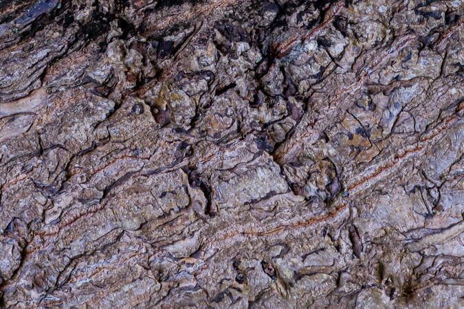 Bark Pattern