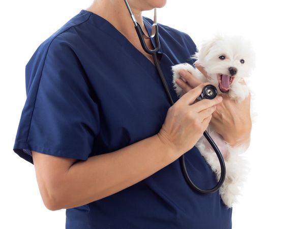 Female Veterinarian with Stethoscope Holding Young Maltese Puppy