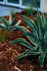 Variegated agave