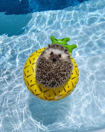 Hedgehog on pool floater in swimming pool