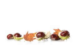 Fresh and ripe chestnuts, isolated on plain background