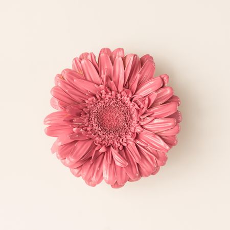 Pink daisy flower on light background