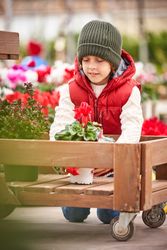 Cute boy arranging red blooming plant in flowerpot on stand