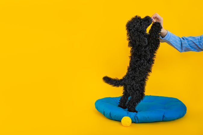 Cute poodle dog standing on blue bed