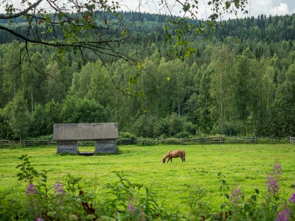 Rural landscape with horse at forest and barn