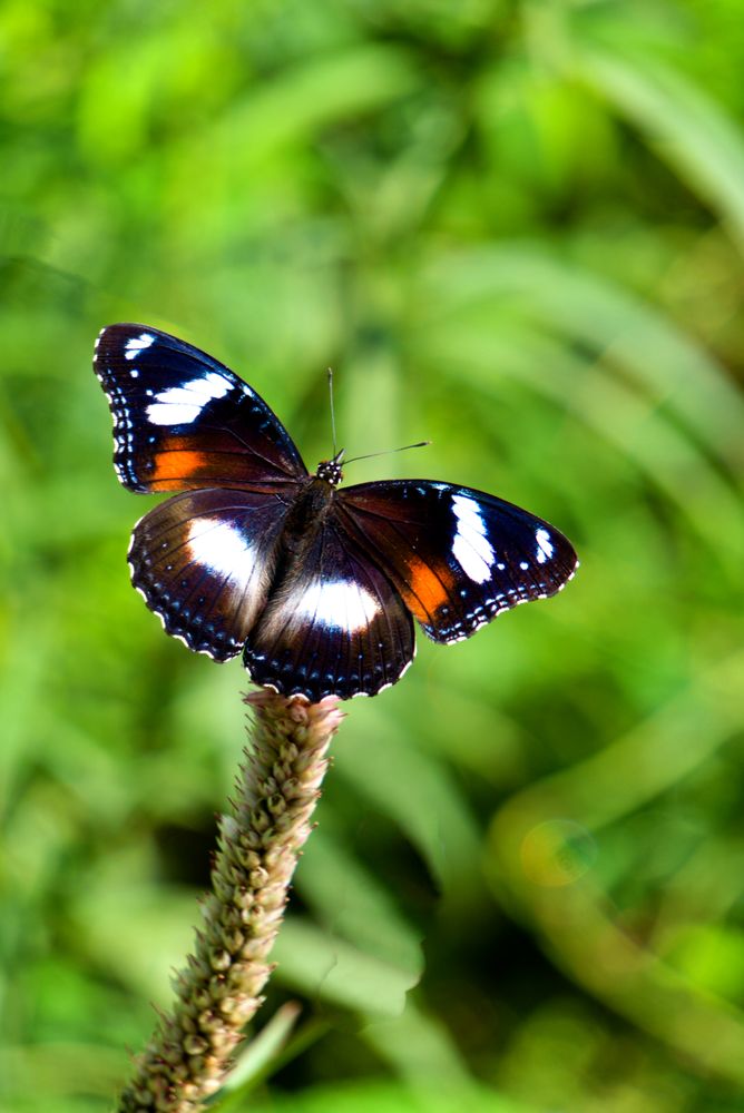 close up beautiful butterfly
