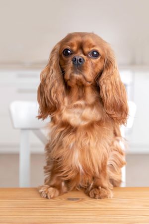 Cavalier spaniel with paws on the dining table