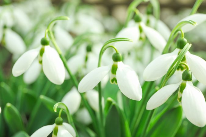 Beautiful spring snowdrop flowers (Galanthus nivalis), closeup