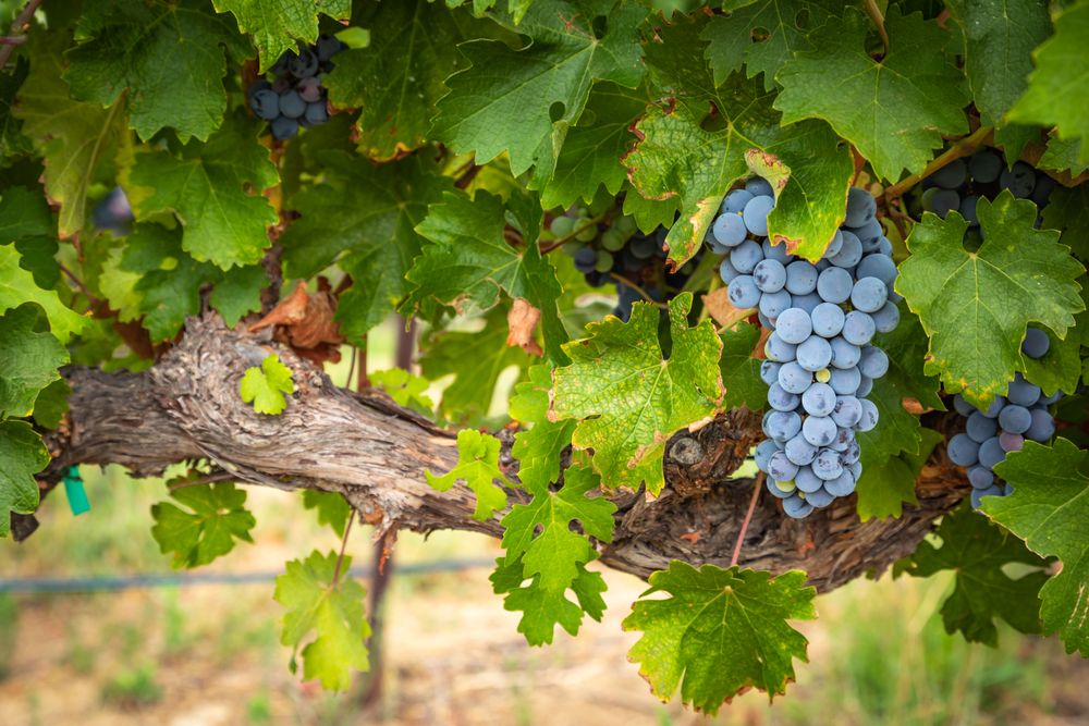 Lush Wine Grapes Clusters Hanging On The Vine