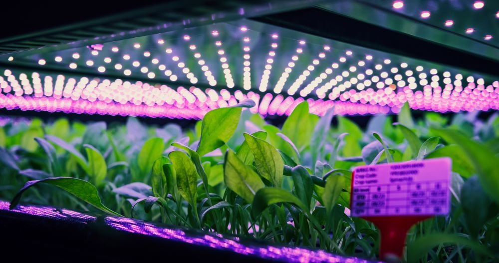Vertical Farming Rack with Green Spinach Growing in a Hydroponics System. LED Lamps Producing Ultraviolet Artificial Sunlight. Agriculture Technology with Efficient Use of Renewable Energy Sources