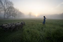Female shepherd in the early morning light on a farm 4mlov5