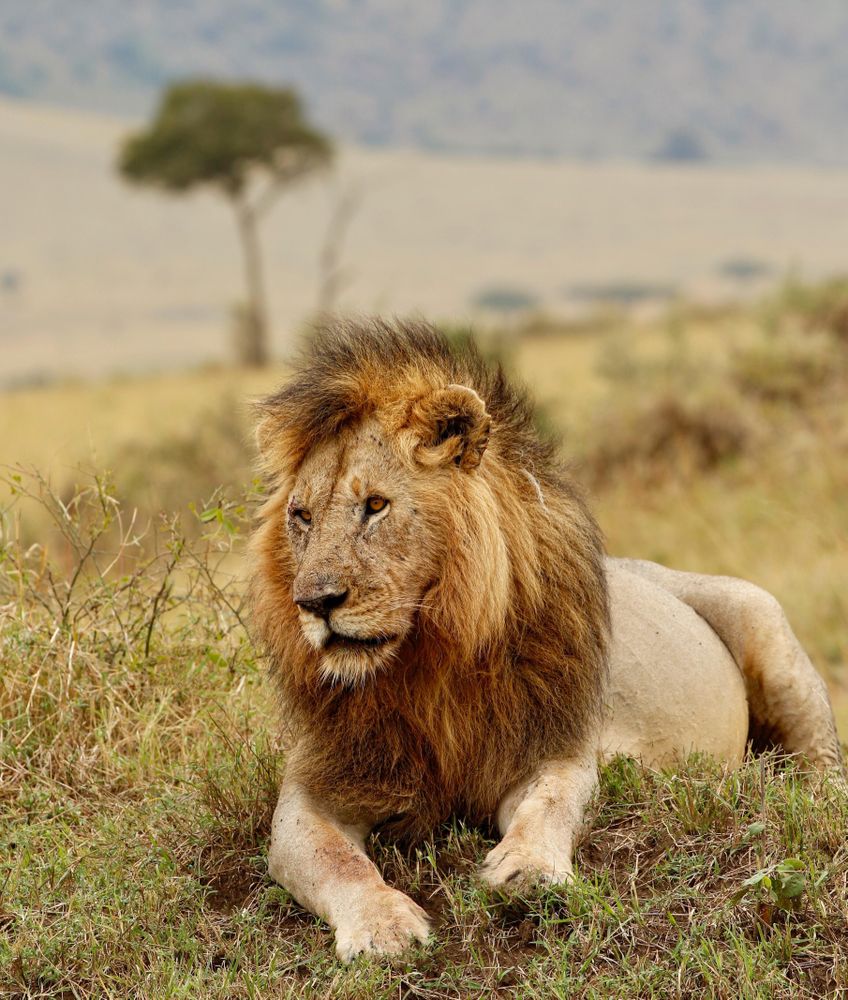 Lion on green grass field