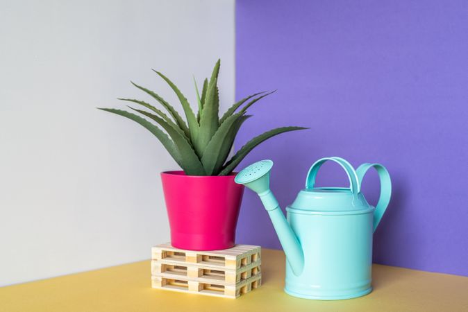Aloe vera plant on top of pallets with water can