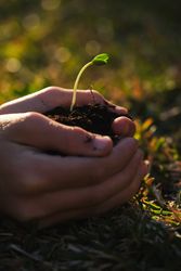 Crop gardener with plant seedling in sunlight