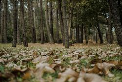 Land with dry leaves in forest
