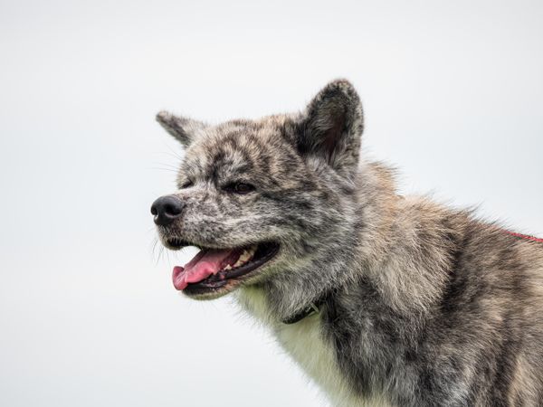 Beautiful dogs at an outdoor dog show.