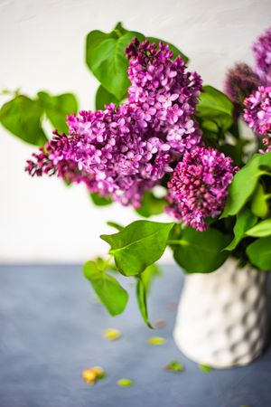 Close up vase of pink lilac flowers