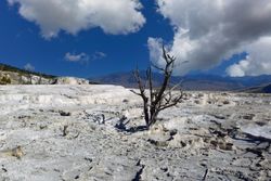 Dried up dead tree on barren rock in Southwest United States
