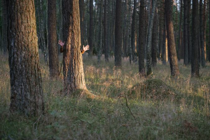 Anonymous man hiding behind pine tree waving hands while standing in forest