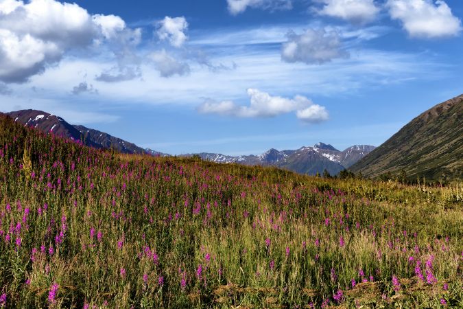 Alaska fireweed flowers in meadow during summertime
