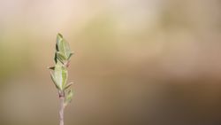 Small growing sprout in sunlight